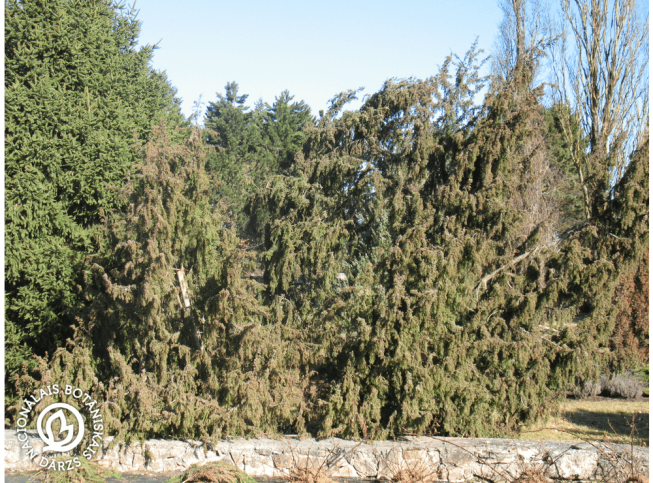 Juniperus communis   'Pendula'